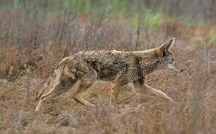 Wolves were once restricted to the northern part of Minnesota, but they have expanded their range and could