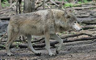 Do not assume that because you are outside Minnesota s primary wolf range that the animal in your sights is a