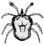 Four pairs of joined legs; antennae absent; body either globose or divided into two with indistinct segmentation (some minute forms [2 mm long] with globose bodies may have six legs only) Water Mites