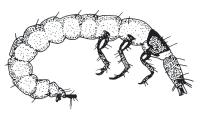 .. Larval Beetles (Order: Coleoptera) Page-48 17.Abdomen ends in a pair of prolegs, each with a pair of hooks.
