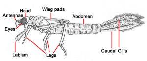 KEY TO ODONATES Key to Dragonflies and Damselflies (Odonata) 1.Abdomen short and stout, caudal gills absent and terminating in five short spine-like processes...dragonflies (Anisoptera)-I 2.