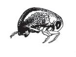 KEY TO AQUATIC BUGS Mid- and hind legs of similar length; body hemispherical and ovoid (the head and thorax are fused).
