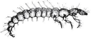 KEY TO CADDIESFLIES Head never twice as long as wide; larva usually small and pale; larvae spin fine-meshed nets or live in fixed tubes... 9 9a.