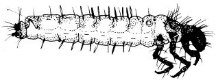 Larvae makes cases of plant material; large larvae with conspicuous head capsule; a membranous, finger-like projection (the prosternal horn) is present on the underside of the prothorax (prosternal