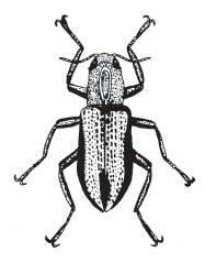 KEY TO AQUATIC BEETLES Key to Aquatic Beetles (Coleoptera): Larvae and Adult Larvae 1.