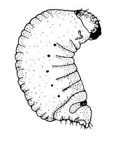 .. Coleoptera- Larvae...2 2.Associated with aquatic macrophytes; legs absent or minute; thorax and abdomen short.
