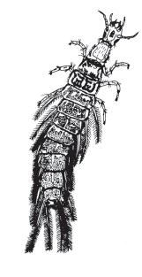 KEY TO AQUATIC BEETLES 4. Body elongate and tapered posteriorly; legs with five segments (excluding claw).