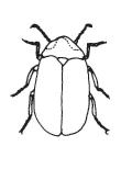 ....psephenidae Antennae Antennae 18.
