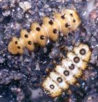 Larval or nymphal and adult stages of aquatic beetles (Coleoptera) and bugs (Hemiptera) are fully aquatic.