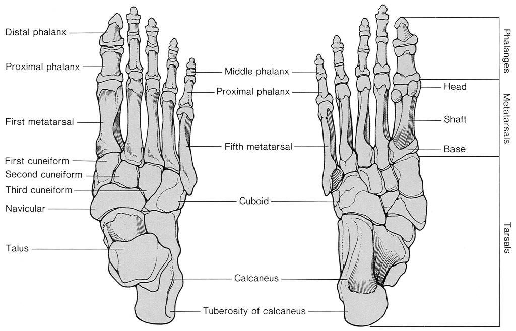 Anatomy 26 bones 19 muscles 33 joints 107 ligaments Pronation Pronation = ankle dorsiflexion + subtalar (calcaneal) eversion + forefoot
