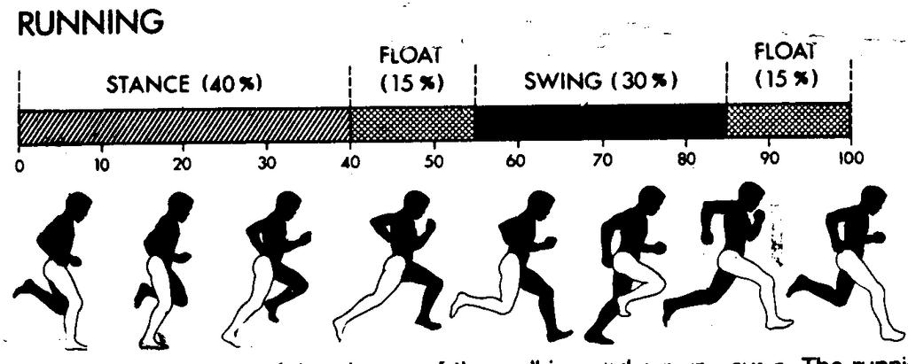 Main Differences Between Walking and Running Gait Cycle Transition from double stance to double float 80% of runners still have heal strike Stance phase is less than 50% of the cycle (gets