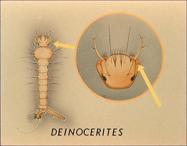 Slide 57 Slide 57 Deinocerites has characteristic pouches on the sides of the head.