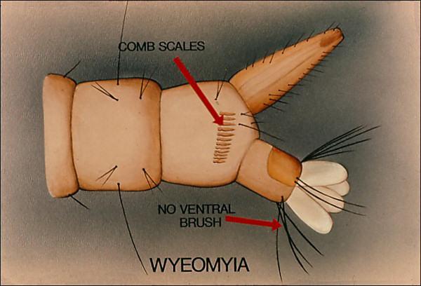 Slide 71 Slide 71 The genus Wyeomyia has comb scales but lacks the median ventral