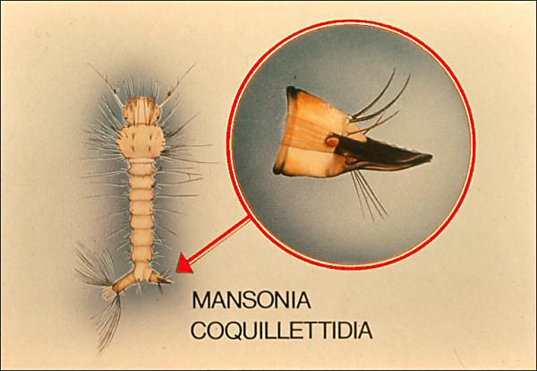 Slide 21 Slide 21 The genera Mansonia and Coquillettidia are distinguished by the radically