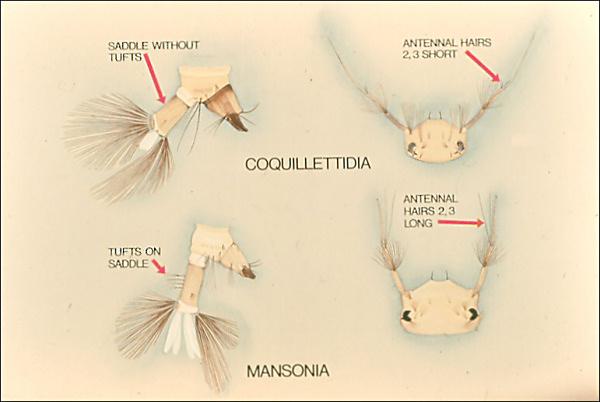 Slide 23 Slide 23 Coquillettidia and Mansonia may be differentiated by characters on the anal