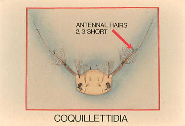 Slide 25 Slide 25 Hairs 2 and 3 on the Coquillettidia antenna, which divide the apical flagellar segment from the basal segment, are small.