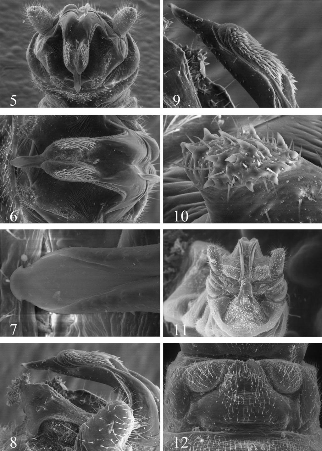 Figs.5-11. Lednia tumana male genitalia: 5. terminalia, dorsal. 6. epiproct, dorsal. 7. epiproct apex, dorsal. 8. terminalia, lateral. 9.