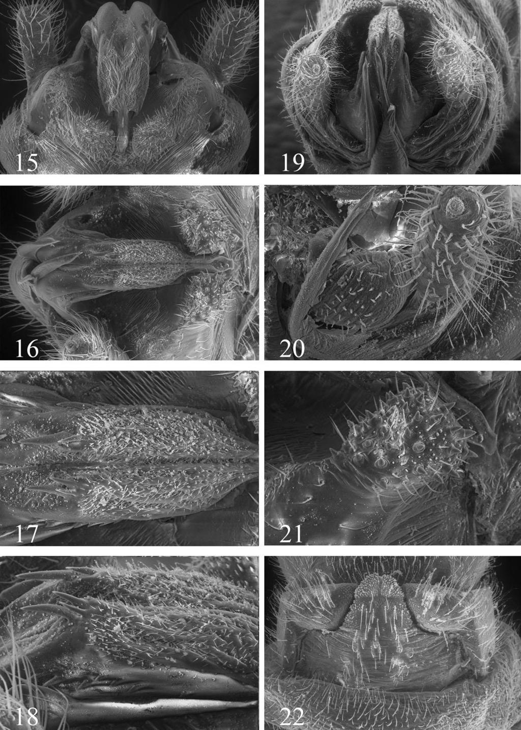 Figs. 15-21. Lednia borealis male genitalia: 15. terminalia, dorsal. 16. epiproct, dorsal. 17. epiproct, dorsal. 18. epiproct, lateral. 19.
