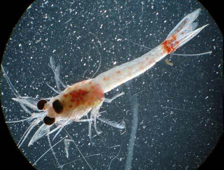 Aquatic invasives: shrimp Bloody red mysid shrimp (Hemimysis anomala) were found in the Great Lakes in 2006 and are spreading throughout the St. Lawrence river.