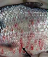 Invasives and disease (i) Viral Hemorrhagic Septicemia (VHS) virus is an invasive species that affects over 100 species of fish, including muskellunge, northern pike, yellow perch, walleye, and