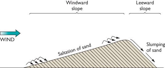 Sand Dunes (Continued) Sand saltates (bounces) up the windward side of the dune. It collects in the wind shadow at the top.