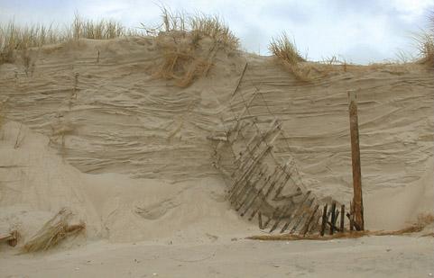 Sand Dunes (Continued) Wave erosion of dunes: Supplies sand to the offshore Creates a steep scarp at the base of the dune Dunes act as a natural barrier and prevent or reduce