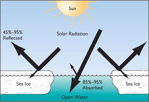 Sea Ice (Continued) The absence of sea ice during summer will allow open water to absorb more heat.