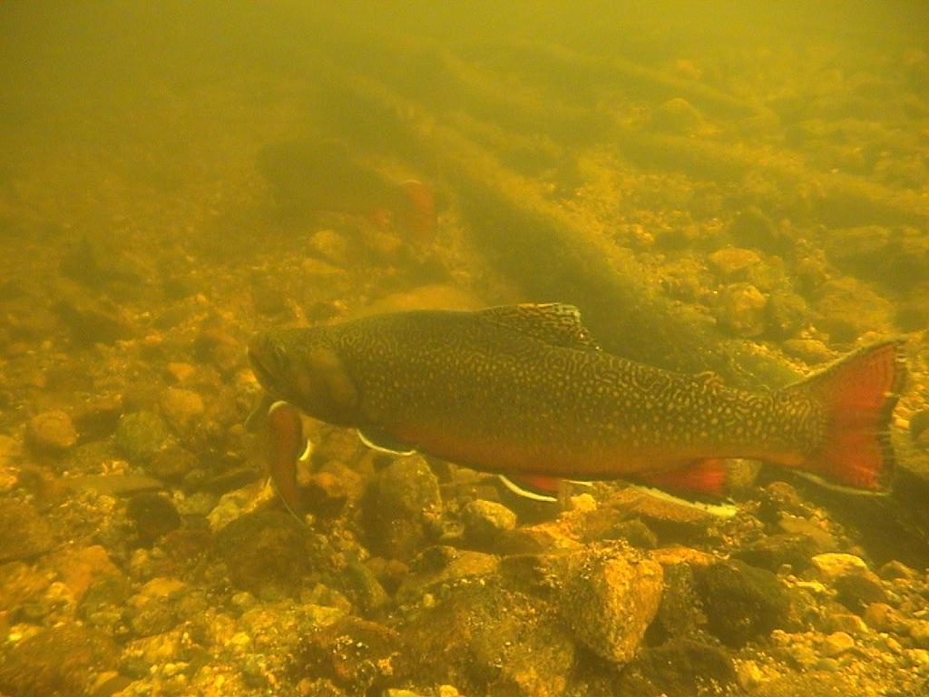 Detailed Biological Survey & Standard Assessment Observation and Description: Narrative, sketch, photos Inspection of inlets and outlets: Is salmonid spawning habitat present and