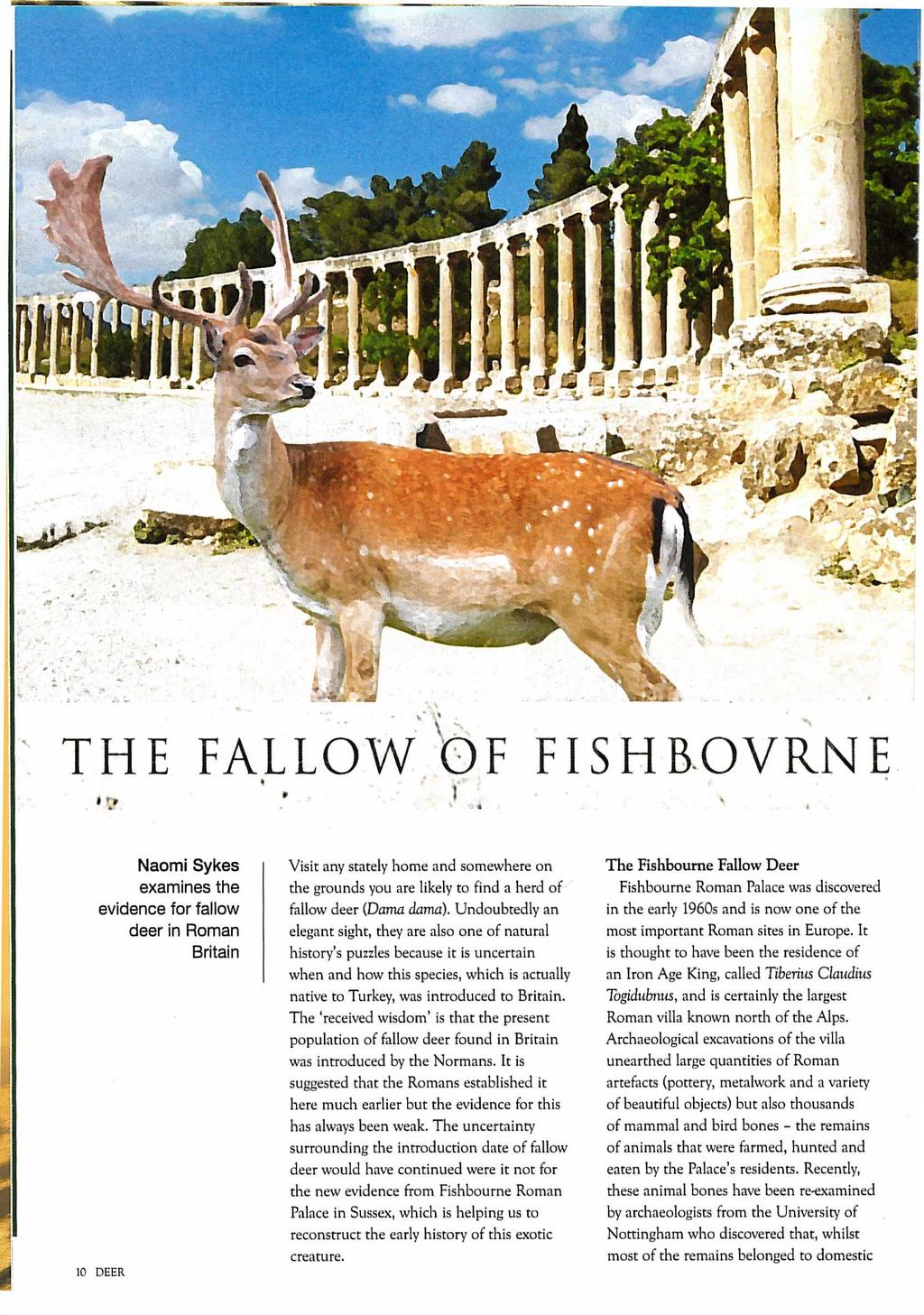 THE FALLOW \OF FISHBOVRNE Naomi Sykes examines the evidence for fallow deer in Roman Britain 10 DEER Visit any stately home and somewhere on the grounds you are likely to find a herd of fallow deer