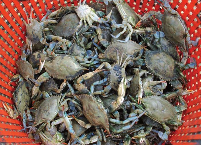 The Atlantic blue crabs that US East Coast consumers spring for are so prone to cannibalism that they tend to eat each other whenever stocking densities reach commercial levels, David Eggleston,