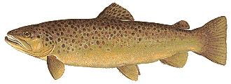 Stream Trout and Conservation Only one stream trout species, the brook trout, is native to Minnesota. Brown trout were introduced more than a century ago and have become naturalized.