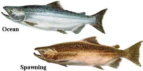 SALMON FACTS Chinook Salmon Oncorhynchus tshawytscha Other names: king, tyee, blackmouth (immature) Average size: 10-15 lbs, up to 135 lbs Fall spawner; fall, spring, and summer runs Chinook salmon