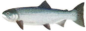 Spawning - Coho spawn in small coastal streams and the tributaries of larger rivers. They prefer areas of mid-velocity water with small to medium sized gravels.