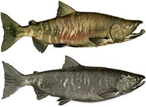 Chum Salmon Oncorhynchus keta Other Names: Dog Salmon, Calico Average Size: 10-15 lbs, up to 33 lbs Fall spawner Male chum salmon develop large "teeth" during spawning, which resemble canine teeth.