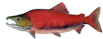 Sockeye Salmon Oncorhynchus nerka Other Names: Red Salmon, Blueback (Columbia and Quinault Rivers), Kokanee or "Silver Trout" (landlocked form) Average Size: 5-8 lbs, up to 15 lbs Fall spawner