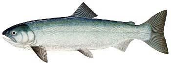 Spawning - Sockeye are unique in that they require a lake to rear in as fry, so the river they choose to spawn in must have a lake in the system.