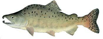 Other Names: Humpie, Humpback Salmon Average Size: 3-5 lbs, up to 12 lbs Fall spawner Pink Salmon Oncorhynchus gorbuscha Male pink salmon develop a large hump on their back during spawning, hence the