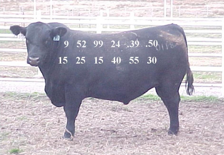 BUYING BULLS BY THE NUMBERS Eldon Cole, University of Missouri Extension Southwest Region Livestock Specialist Do the bulls you buy have numbers on them?