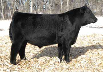 This deep, extra capacity sire is producing a remarkable group of sons and daughters. 2.