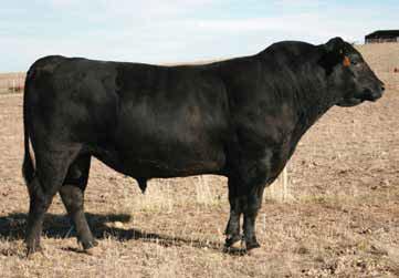 Weaning Weight: 770 lbs Yearling Weight: 1,324 lbs Mature Weight: 2,160 lbs Hip Height: 57 Frame Score: 6.5 Scrotal Cir.