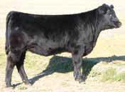 His progeny are showing impressive muscle patterns early in their development and have jet black hair. 4.
