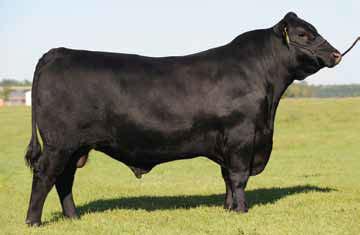 A clean made bull with a lot of muscle and depth. 3. He has a well balanced set of EPD s with a good spread BW to YW. ANGUS EPD +17-2.0 +58 +106 +1.56 +10 +15 +24 +52 +1.23 +0.47 +.014-7.60 +58.