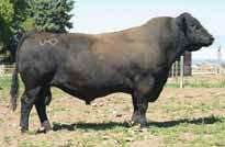 ANGUS hyline right time 338 Born: 1/29/1998 Birth Weight: 88 lbs Weaning Weight: 801 lbs Yearling Weight: 1,313 lbs Frame Score: 6.