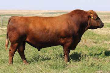 RED ANGUS kcc pinnacle 949-109 Registration # - 1486656 Born: 2/9/2011 Birth Weight: 60 lbs Weaning Weight: 725 lbs Yearling Weight: 1,239 lbs Mature Weight: 2,010 lbs Hip Height: 56.
