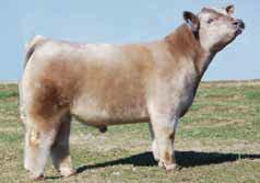 Walk This Way has produced some excellent sons that have been kept as bulls and many grand champion steers.
