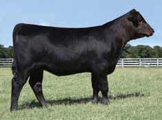 He has the biggest spread BW to WW or YW of Consensus 7229 sons. 4.