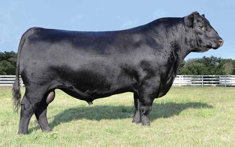 var GENERATION 2100 Registration # - 17171587 ANGUS sandpoint blackbird 8809 Owned by Vintage Angus Ranch & Herbster Angus Farms Dam of Generation