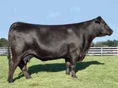 Generation and full sister to Ranger. Sold 1/2 interest for $150,000 to Deer Valley at the 2013 Vintage Angus Sale.