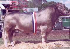 Hip height and weight were taken in Denver in January of 2008. Intermediate Bull Champion at the 2006 California State Fair.