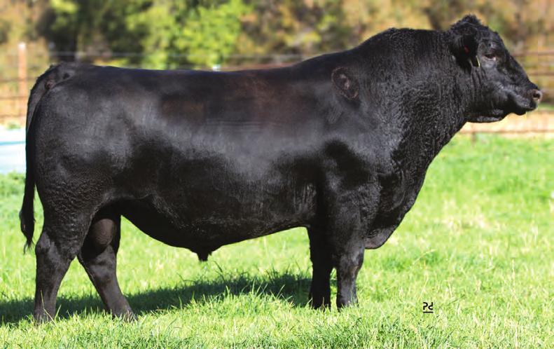 ANGUS 7AN460 CROUTHAMEL PROTOCOL 3022 One of the most exciting finds of the fall, he should be part of your protocol for breeding season Imagine the mating flexibility his pedigree and EPD profile